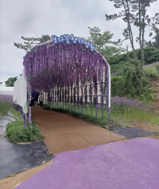 purple island Banwold Island in south korea 2024-11-03 at 5.21.23 PM